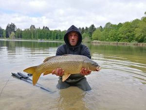 Common Carp