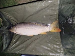 Mirror Carp