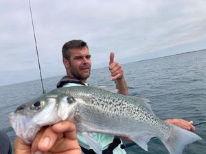Spotted Seabass