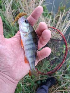 European Perch