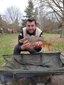 Common Carp