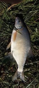 Common Bream