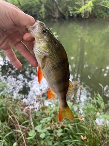 European Perch