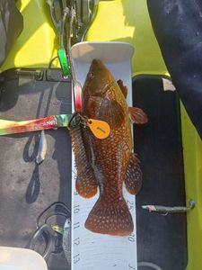 Ballan Wrasse