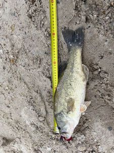 Largemouth Bass
