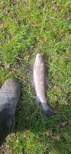 Rainbow Trout