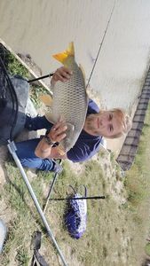 Common Carp