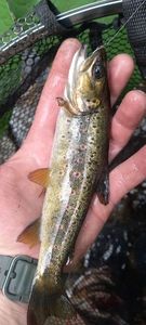 Brown Trout