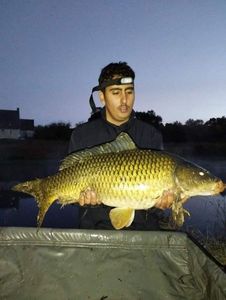 Common Carp
