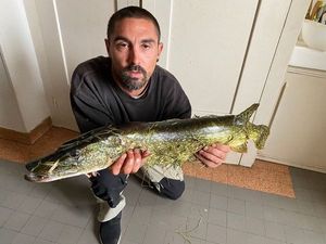 Northern Pike