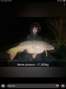 Common Carp