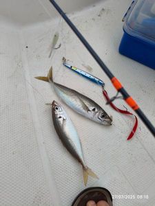 Atlantic Horse Mackerel