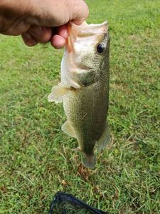 Largemouth Bass
