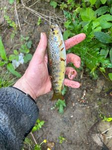 Brown Trout