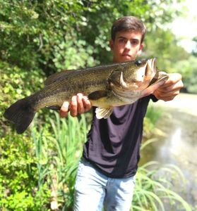 Largemouth Bass
