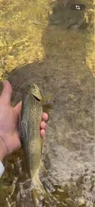 Brown Trout