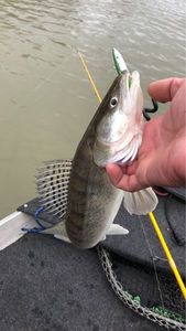 Zander