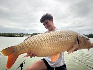 Common Carp