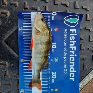 European Perch