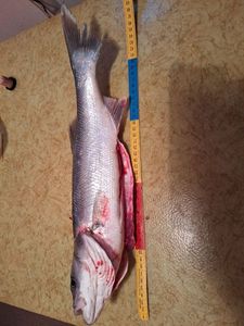 European Bass (Seabass)