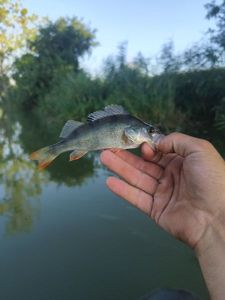 European Perch
