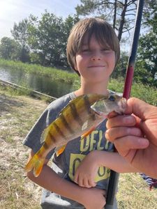 European Perch