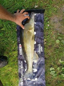 Zander