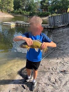 Tench