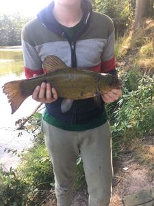 Tench