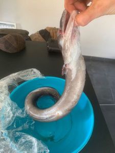 Conger