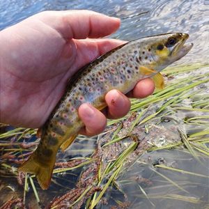 Brown Trout