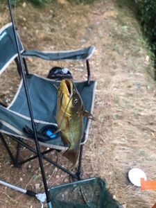 Black Bullhead