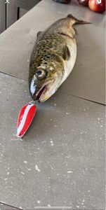 Ouananiche Salmon
