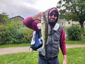 Zander