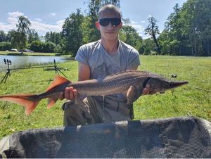 Sturgeon