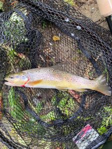 Brown Trout