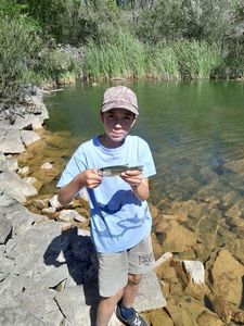 Largemouth Bass