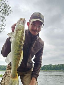 Zander