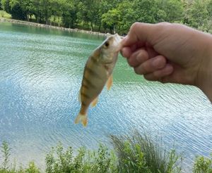 European Perch