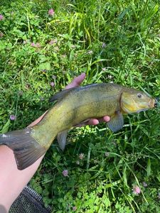 Tench