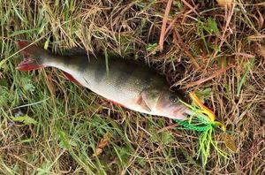 European Perch