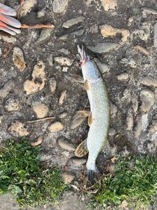 Northern Pike