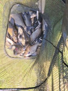 Tench