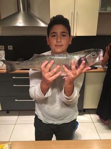 European Bass (Seabass)