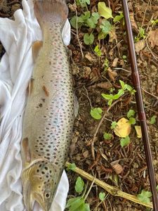 Brown Trout