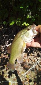 Largemouth Bass