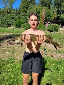 Northern Pike