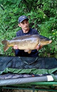 Common Carp