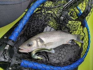 European Bass (Seabass)