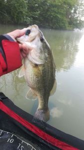 Largemouth Bass